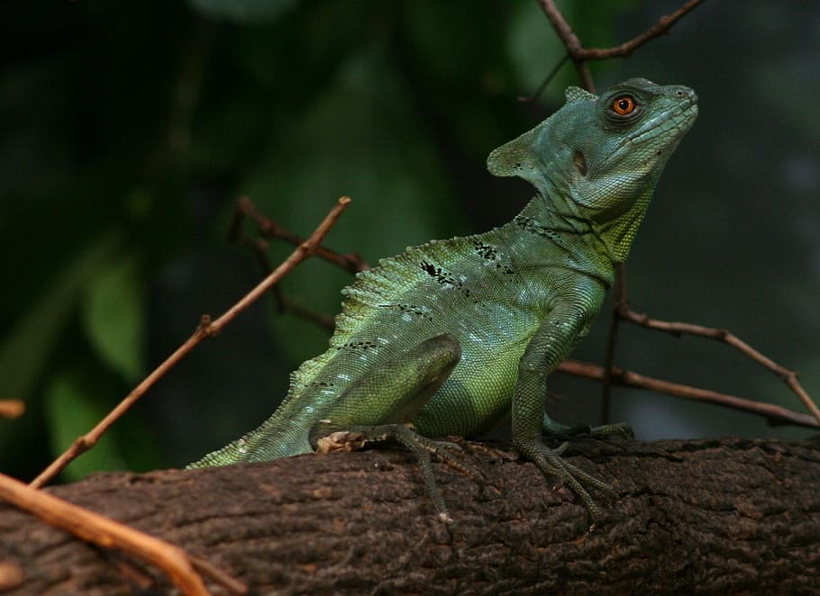 plumed basilisk, green, double crested, basiliscus plumifrons, lizard, reptile, wildlife, zoo, central america, exotic