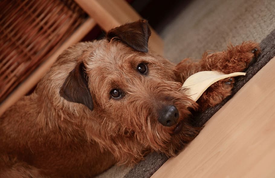 adult, wire-haired, tan, terrier, dog, irish terrier, brown, eat, animal, domestic