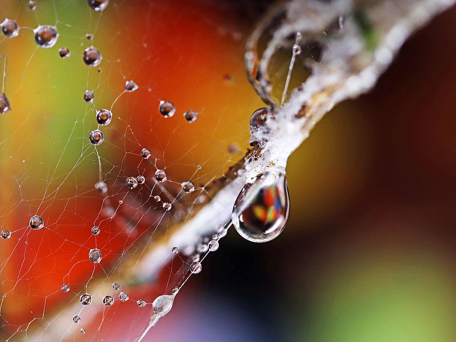 cobwebs, waterdrops, refraction, bokeh, colorful, wallpaper, close-up, spider web, water, drop