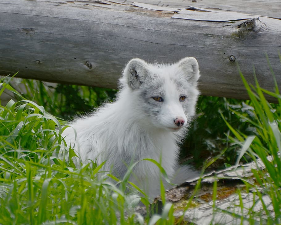 Arctic, Fox, Animal, Mammal, Wild, arctic, fox, wilderness, summer, spring, forest