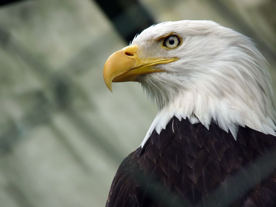 closeup, photography, bald, eagle, washington eagle, sea-eagle, eagle - Bird, bald Eagle, bird, uSA