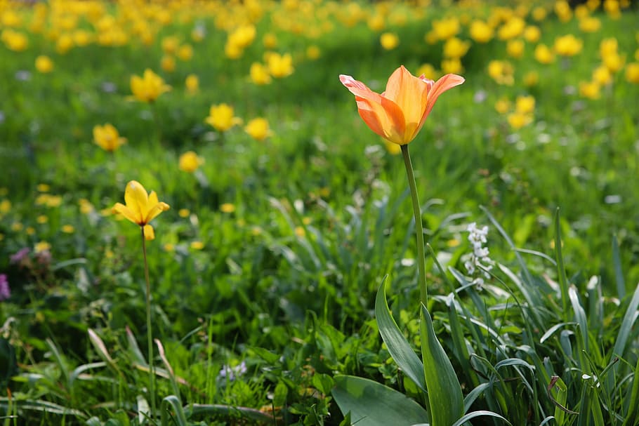 nature, field, plant, spring, season, plants, flower, bloom, orange, wild tulip