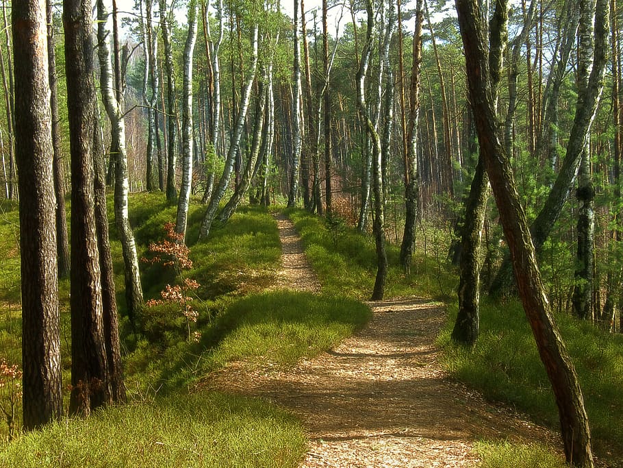 bosque, camino, camino forestal, naturaleza, árboles, la forma en que los árboles, sendero verde, planta, árbol, tierra