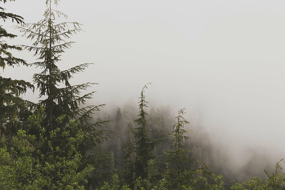 verde, árvores, cinza, nublado, céu, natureza, paisagem, folhas, nevoeiro, viagem