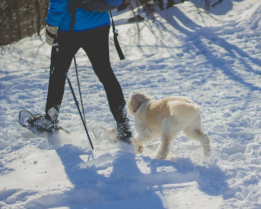 man, dog, walking, snow field, people, guy, snow, winter, snowshoe, footwear