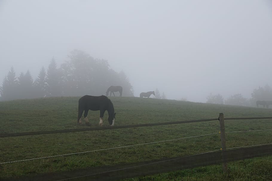 fog, meadow, horse, pasture, field, grass, switzerland, neuchatel, landscape, forest