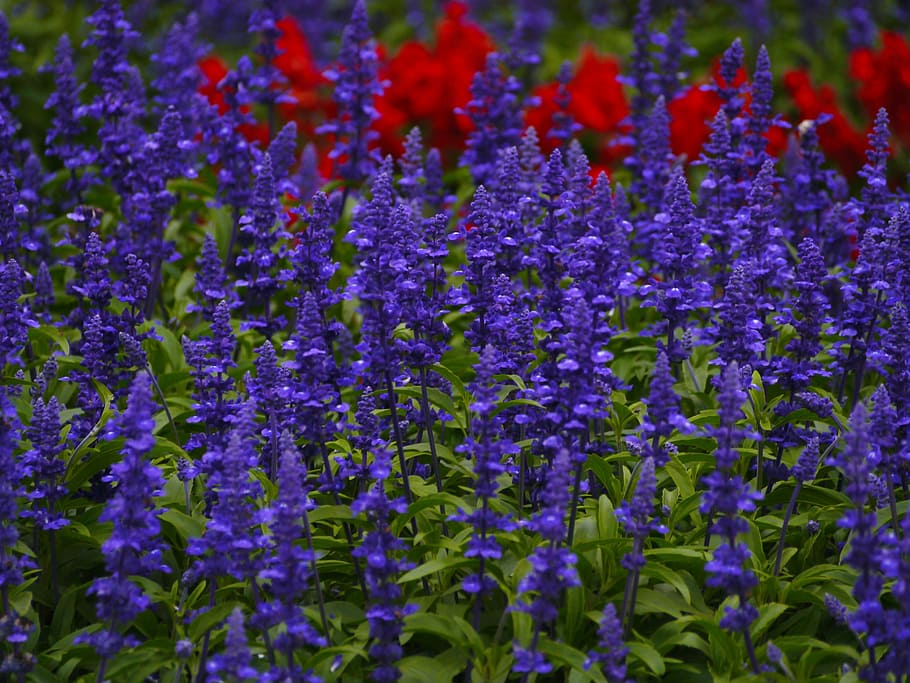 salvia azul, flores, azul-violeta, rojo, hoja, verde, gregaria, macizo de flores, lote, parque otsu
