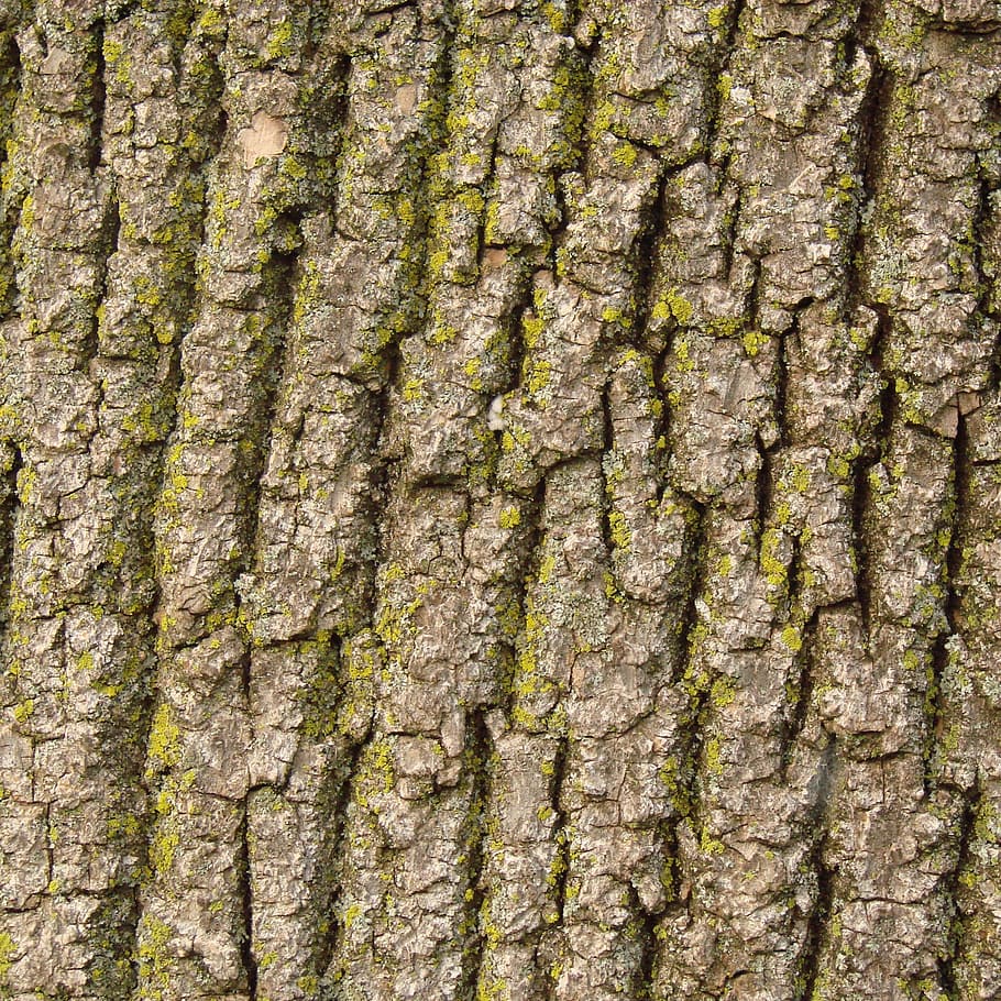 Bark, Tree, Nature, Texture, Wood, Brown, trunk, rough, surface, textured
