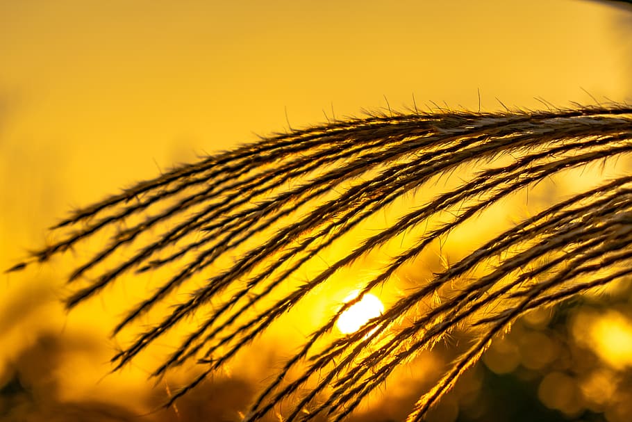 thatched, pampas grass, sunset, sad, gold, nature, cereal plant, plant, beauty in nature, crop