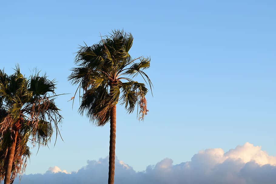 malibu, palm trees, sky, beach, palm, nature, tropical, coast, blue, trees