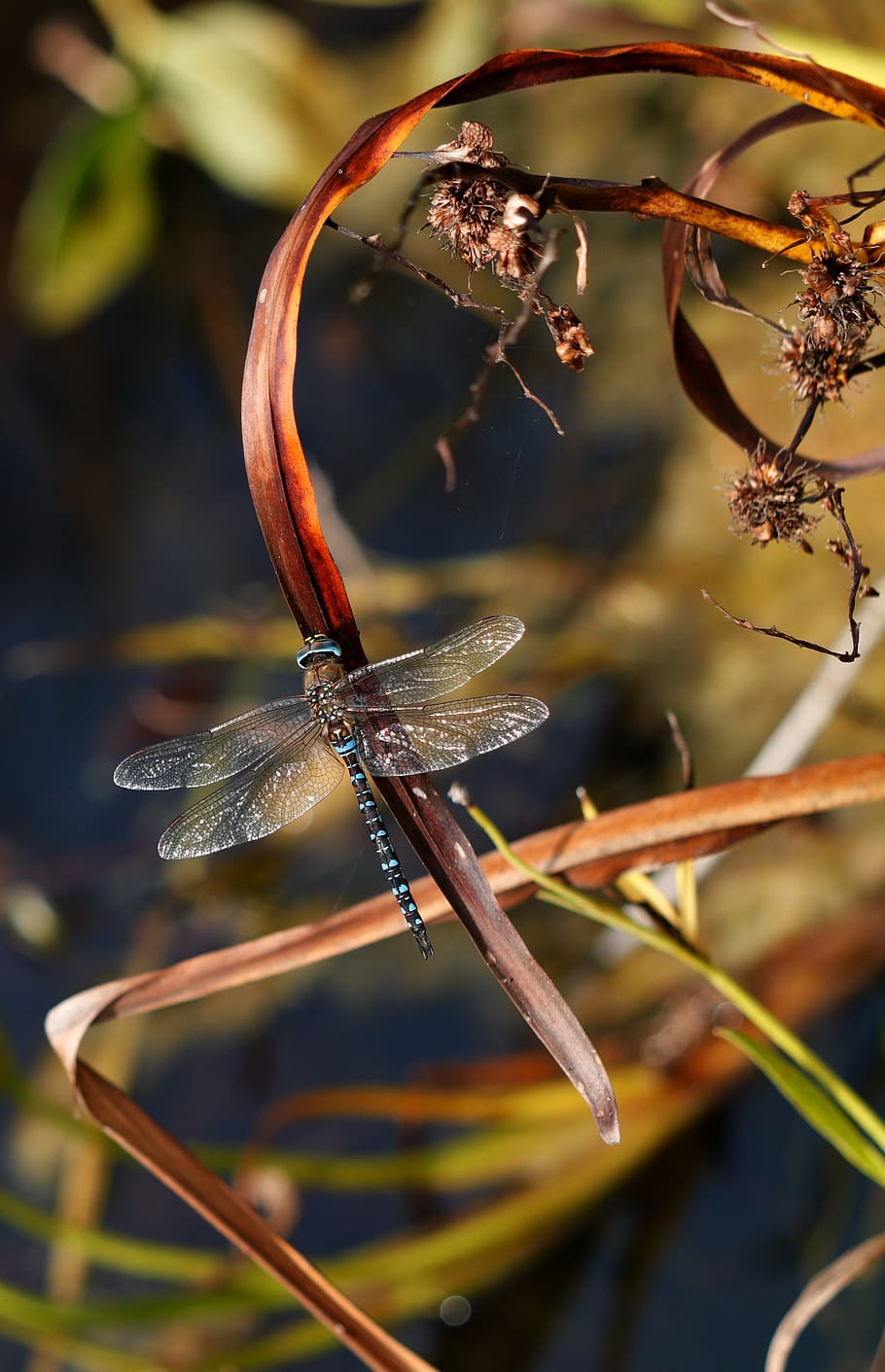dragonfly, migrant hawker, blue, plant, close-up, invertebrate, insect, animal wildlife, focus on foreground, animals in the wild