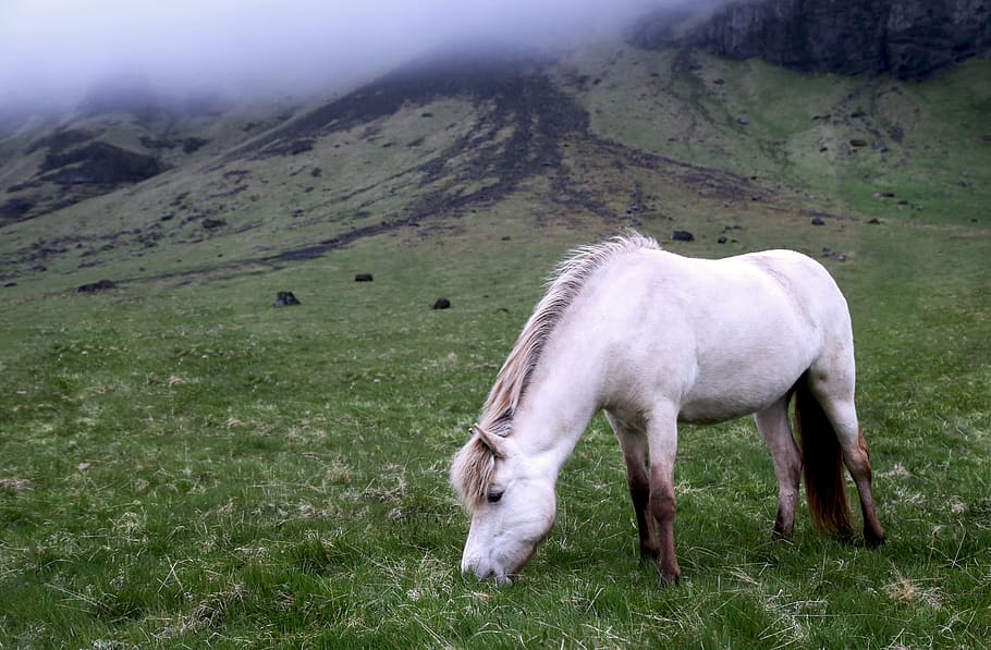 animales, caballos, hermosa, melena, blanco, pastar, praderas, pendiente, niebla, verde