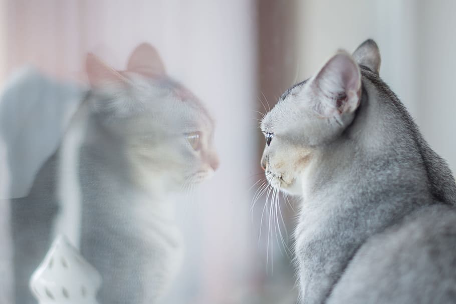short-fur, gray, cat, facing, mirror, animal, cute, kitten, curious, funny
