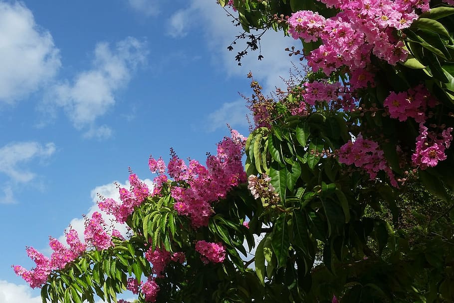bunga merah muda, pohon, espumilla, lilac India, pohon jupiter, lagerstroemia indica, puerto rico, tanaman, bunga, tanaman berbunga