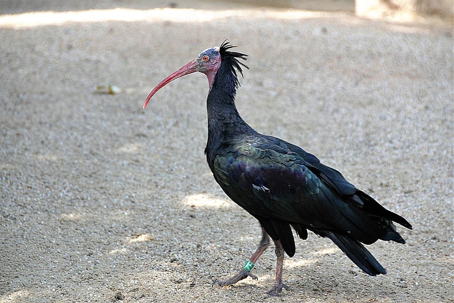 bird, northern bald ibis, zoo, wild bird, animal themes, animal, vertebrate, animal wildlife, one animal, animals in the wild