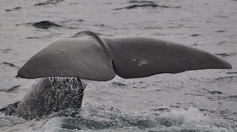 gray, whale, body, water, wal, welsh, norway, sperm whale, fin, marine mammals