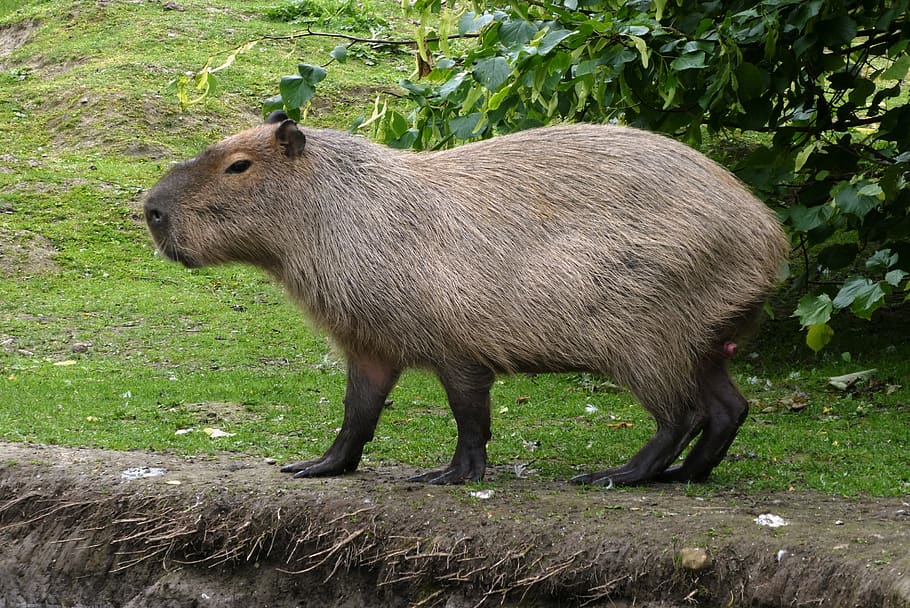 capybara, faunapark, animal park, rodent, mammal, fur, hairy, fauna, caviidae, south america