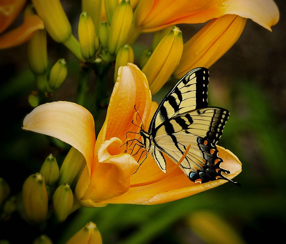 tiger swallowtail butterfly, orange, petaled flower, butterfly, swallowtail, papilio, animal, wildlife, wing, zoology