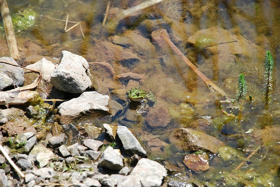 Лягушка камнем по воде. Лягушки в камнях и воде. Лягушачьи протока.