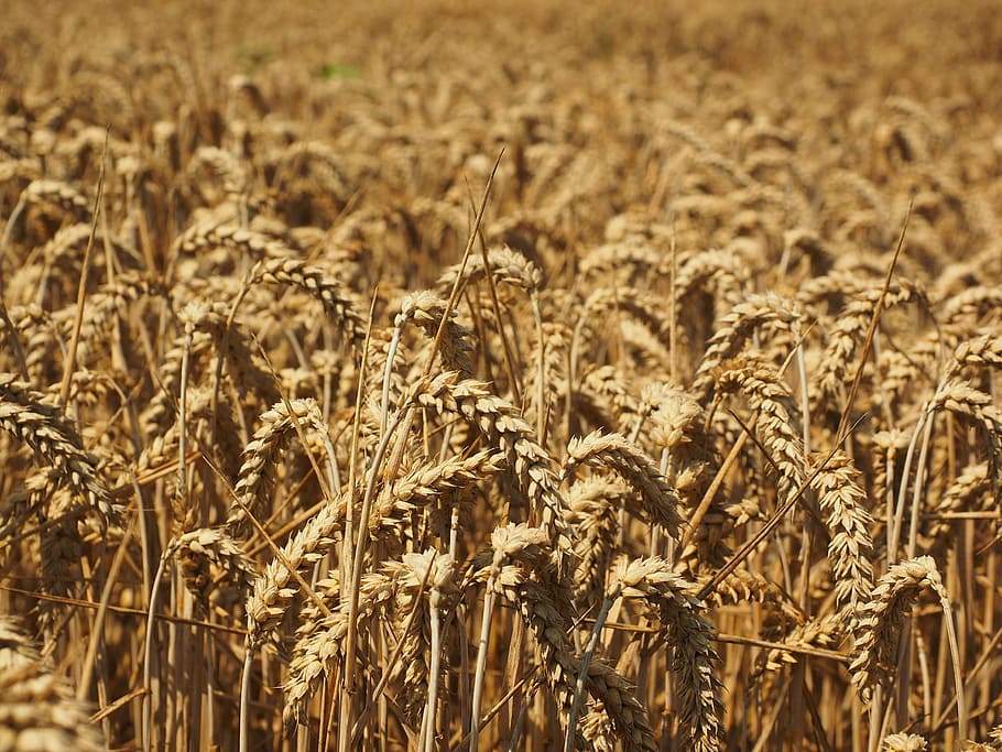 gandum, spike, sereal, biji-bijian, ladang, ladang gandum, ladang jagung, menanam, makan, makanan