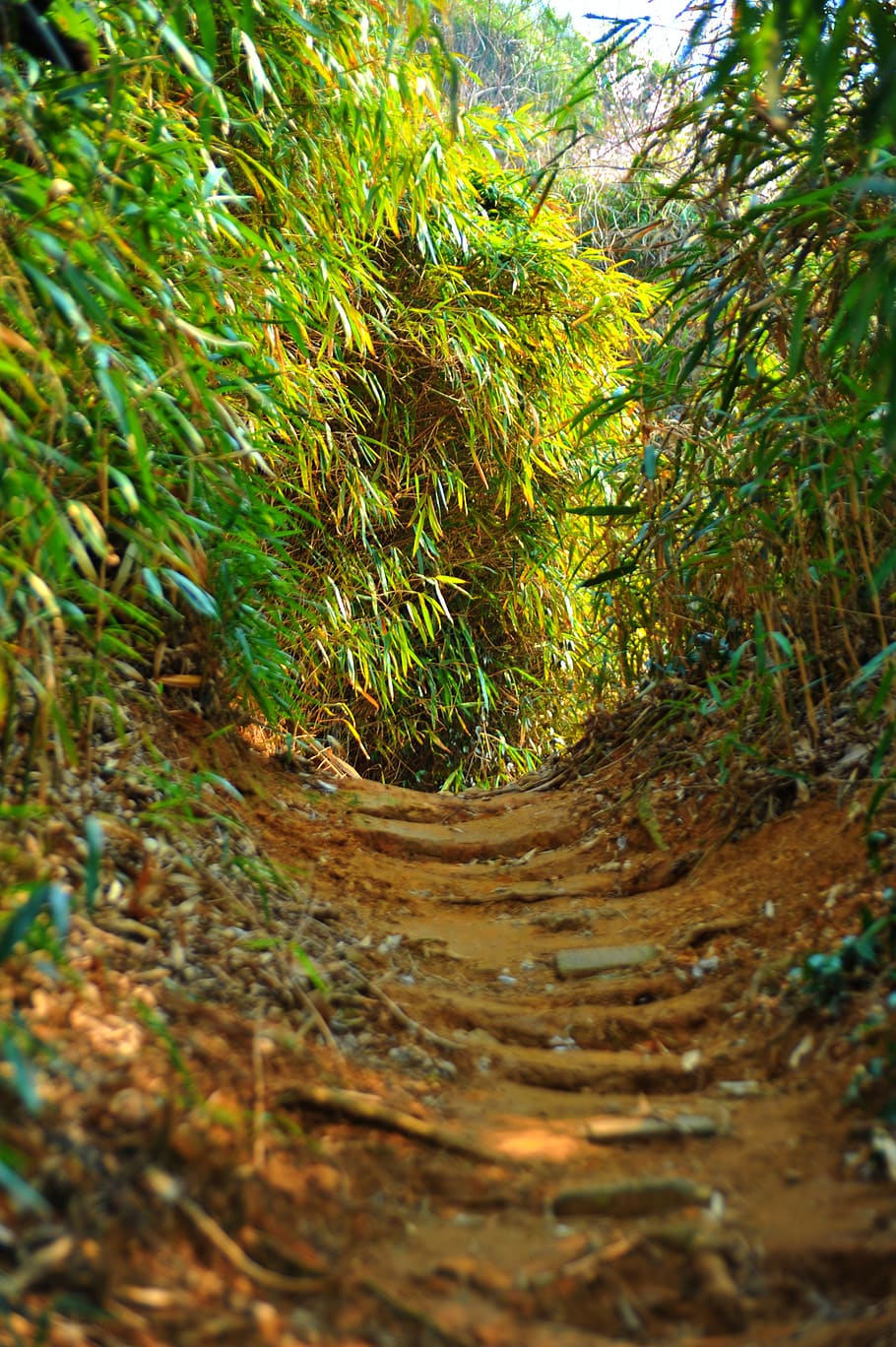 gil, floresta, madeira, caminhada, montanha, bambu, natureza, atmosfera, estrada, paisagem