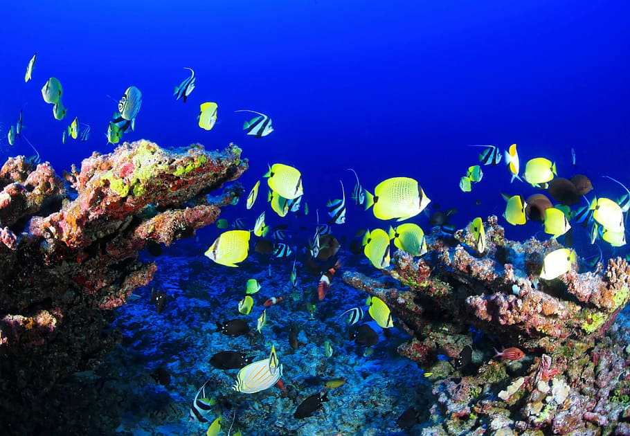 school, green, fish, water, coral reef, deep reef, ocean, underwater, coral, blue