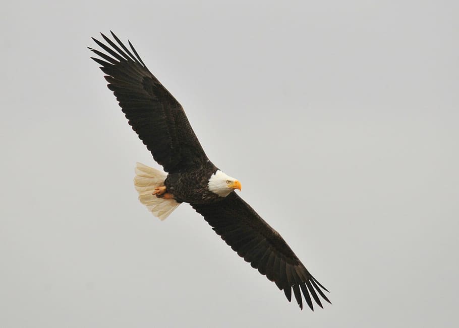 voo, careca, águia, águia americana, crescente, pássaro, ave de rapina, voador, selvagem, animais selvagens