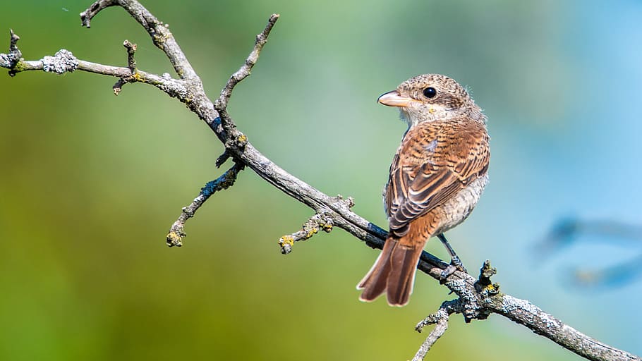 brown, hummingbird, tree branch, shrike general, female, bird, sitting, branch, animal wildlife, one animal
