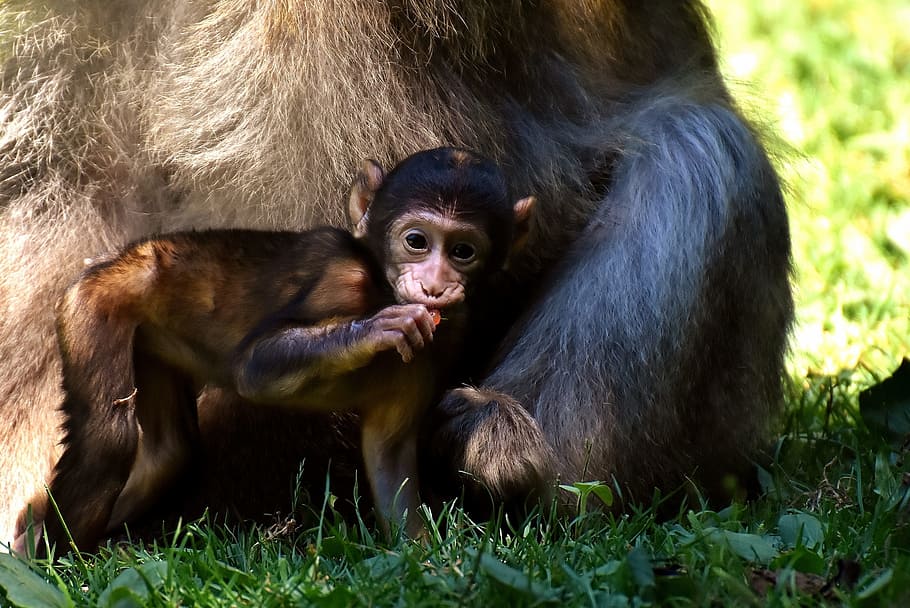mono, mono bebé, curioso, mono barbary, especies en peligro de extinción, mono montaña salem, animal, animal salvaje, zoológico, primate