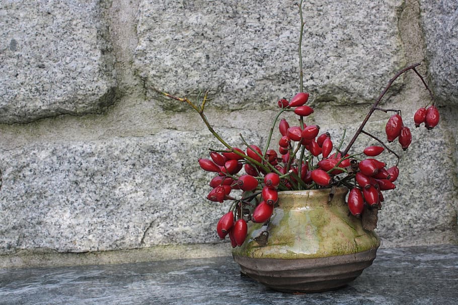 rose hip, vessel, stone, background, copy space, ceramic, grey, red, green, wall - building feature
