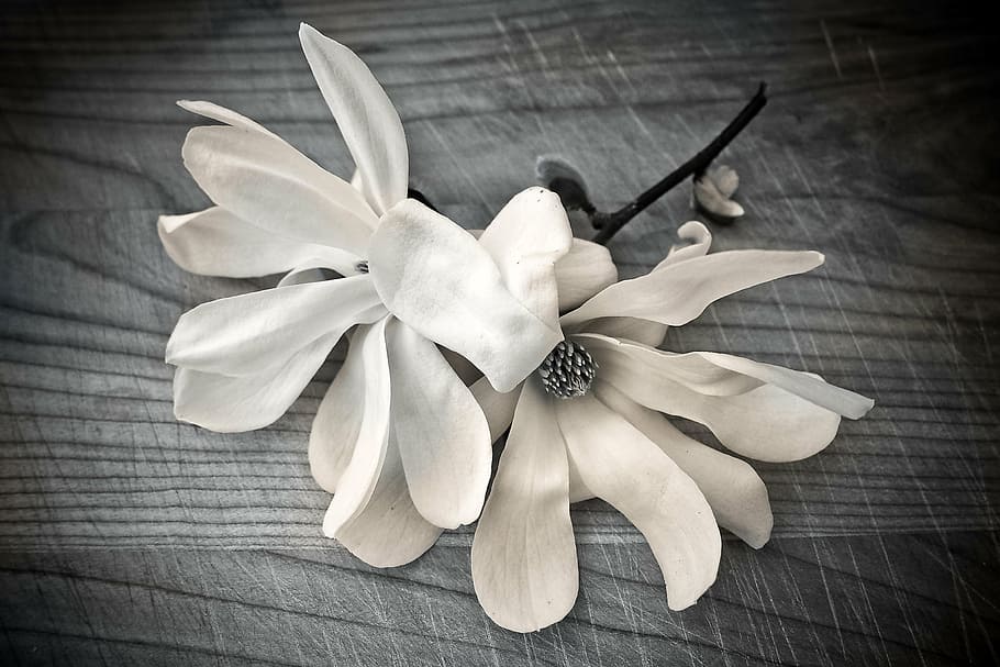 shallow, focus photography, white, flowers, magnolia, flower, blossom, bloom, nature, plant