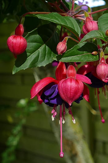 Royalty-free red-and-purple fuchsia flowers photos download | Pxfuel
