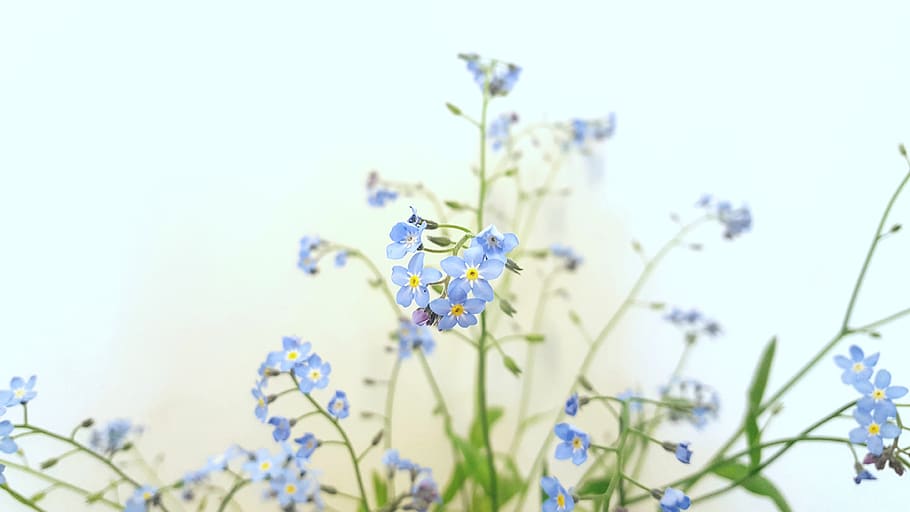 summer, flowers, nature, blue, green, white, blossom, weeds, herb, background