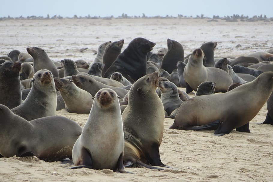 sea lions, seals, mammals, sailors, sea, beach, colony, namibia, swakopmund, walvis bay
