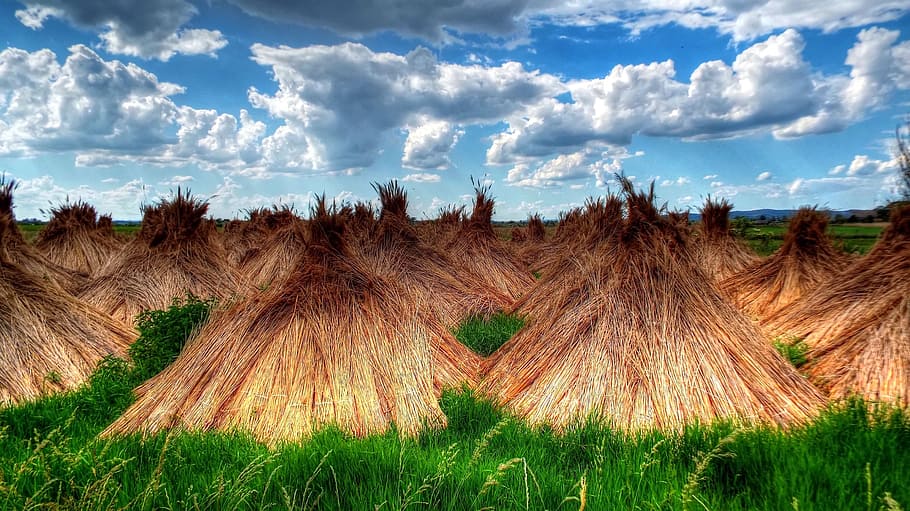Reed, Landscape, Heap, Waterfront, lakeside, cloud - sky, grass, sky, nature, outdoors