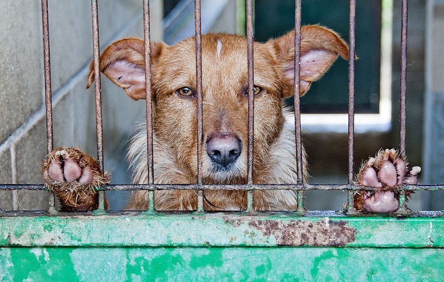 short-coated, brown, dog, standing, behind, gate, caged, abandoned, sad, animal