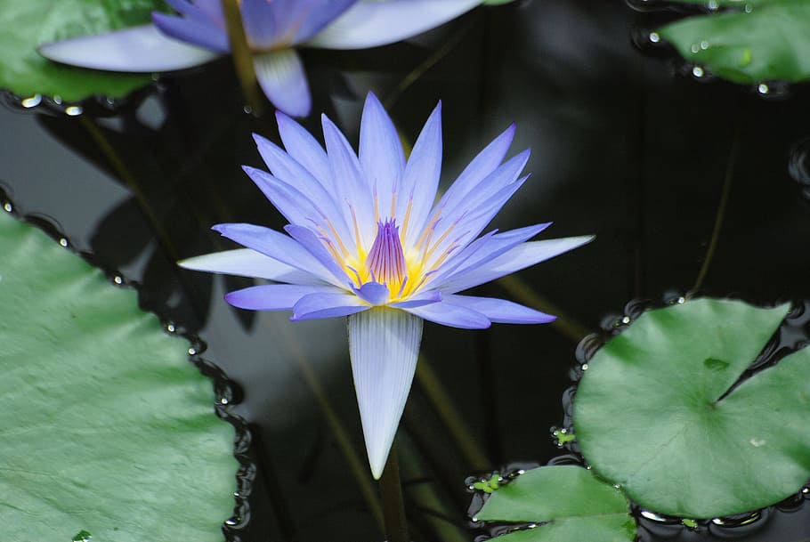 water lily, bloom, leaf, pond, aquatic, blue, flower, water, flowering plant, freshness