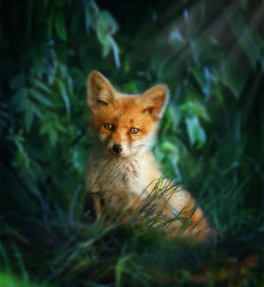 fox, green, grass, fox red, nature, predator, forest, redhead, fur, wild beast