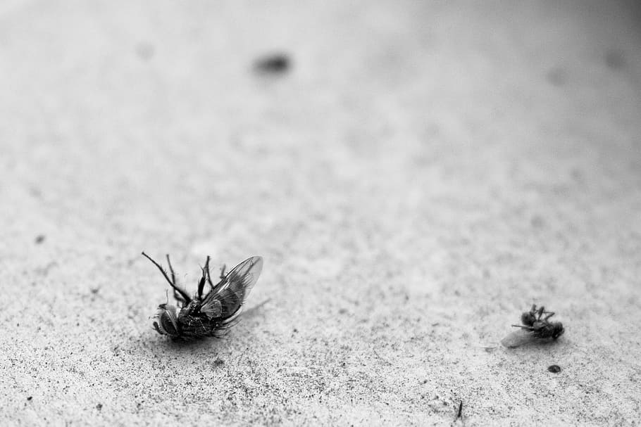 flies, gray, pavement, Fly, Dead, Ants, Insect, Pest, Macro, fauna