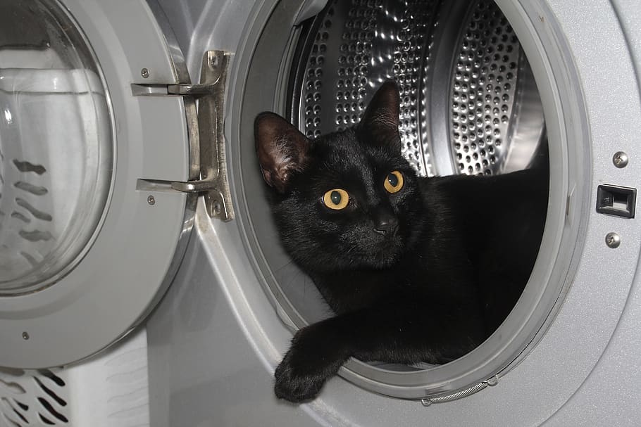 gato, casa, máquina de lavar, engraçado, animal, fofo, animal de estimação, divertido, preto, doméstico