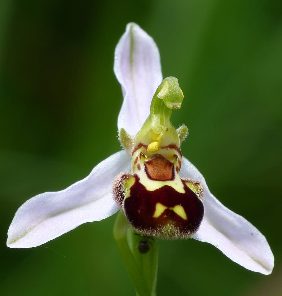 Orchid, Bees, Flower, Nature, orchid, bees ragwurz, one animal, insect, animal themes, animal wildlife, animals in the wild