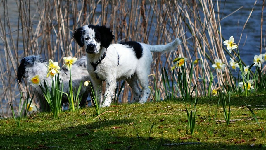 Puppy, Dog, Narcis, Cute, Spring, frisian stabij, wetterhoun, stabijna, pets, domestic animals