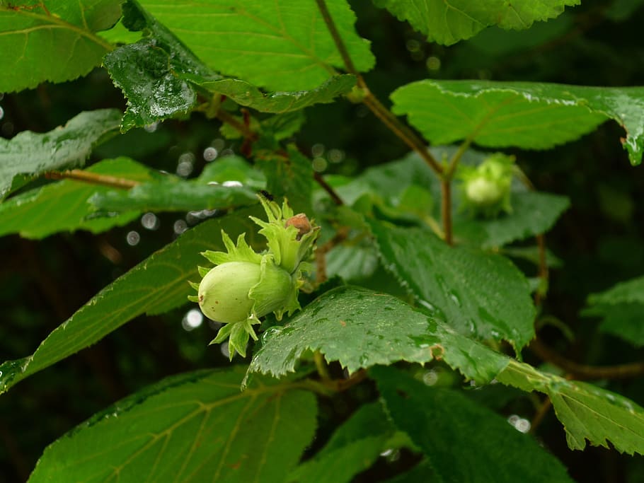 Hazelnut, Hazel, Bush, green, hazelnut leaf, raindrop, green color, leaf, outdoors, nature