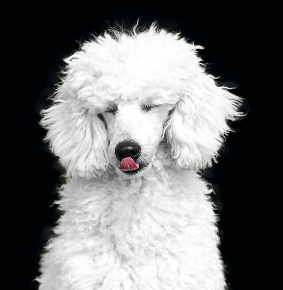 adult white poodle, dog, the poodle, poodle, white, black, the dog breed, pets, animal, purebred Dog