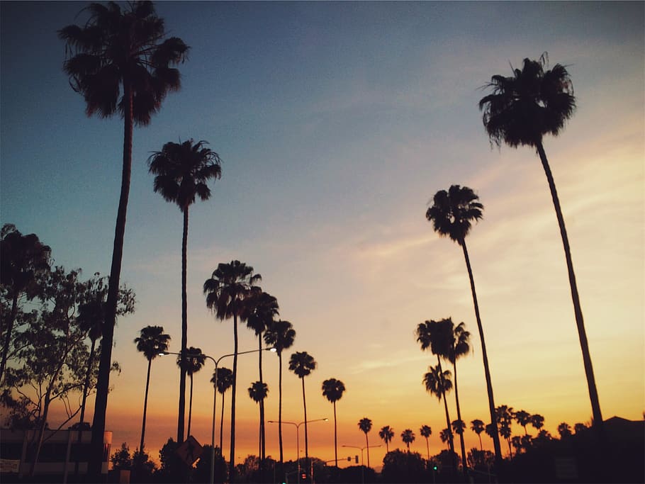 palm trees, sunset, sky, streets, plant, palm tree, silhouette, beauty in nature, tropical climate, growth