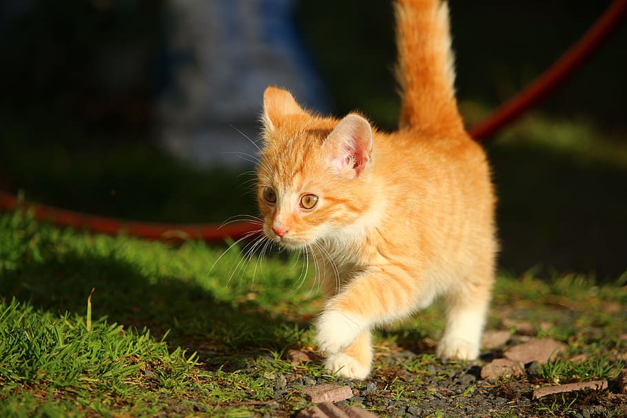 foto, oranye, kucing betina, anak kucing, berjalan, rumput, kucing, bayi kucing, kucing muda, tenggiri