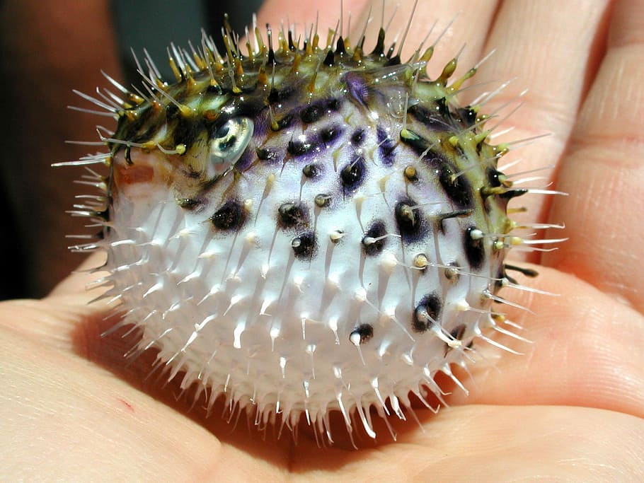 spiny pufferfish, -, Spiny, Pufferfish, Diodon holocanthus, blowfish, fish, public domain, close-up, nature