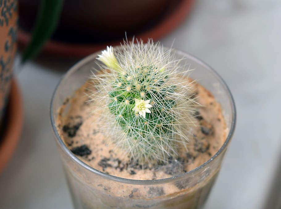 mammillaria, cactus flowers, cactus, succulent, plants, plants in pots, in a pot, needles, scratchy, plant