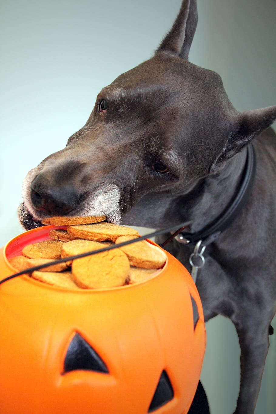adult, black, great, dane, biting, chips, filled, jack-o-lantern close-up photo, halloween, cookie