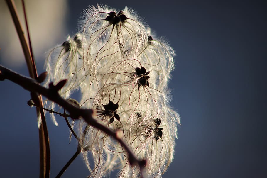 clematis, rank plant, seeds, flying seeds, trockenblume, seeds was, autumn, white, backlighting, nature